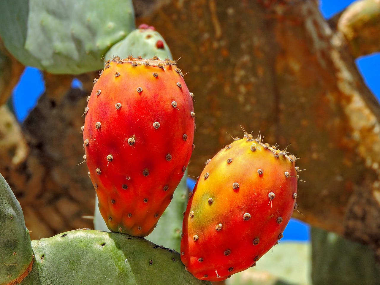 Prickly pear